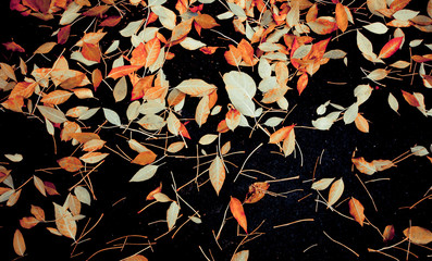 autumn fallen leaves on black asphalt