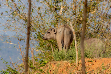 Calf looking to the side