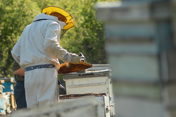 beekeeper checks honeycombs with honey in apiary
