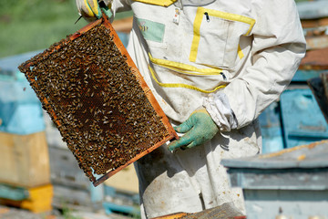 beekeeper checks honeycombs with honey in apiary