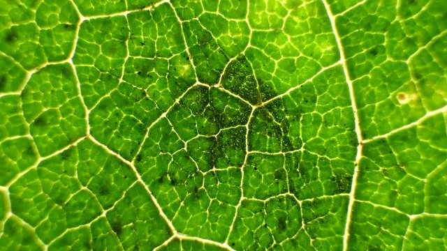 Macro shot of green leafs and plants been analyzed