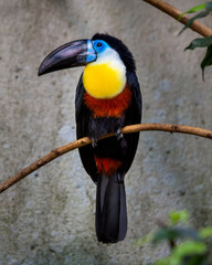 Channel-billed toucan on a branch in a zoo