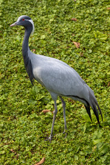 Demoiselle Crane on green ground in a zoo