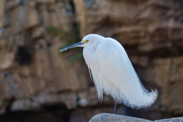 Snowy Egret on a Dark Background