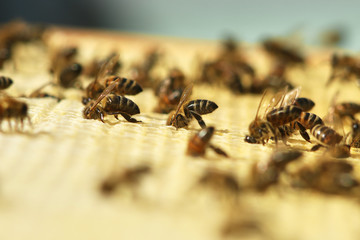 working bees fill honeycombs with honey