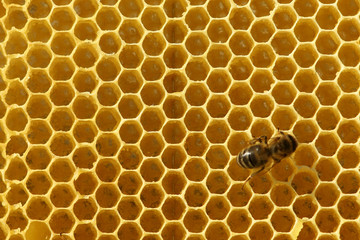 working bees fill honeycombs with honey. top view