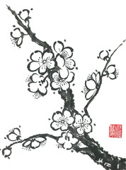 A branch of a blossoming sakura. Contour   flowers of plum mei and  wild cherry .  Oriental traditional illustration of tree in style sumi-e, go-hua,  u-sin. Stylized print with hieroglyphs..