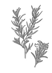 rosemary herb seasoning vector illustration