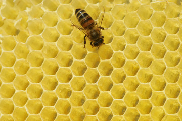 working bees fill honeycombs with honey. top view