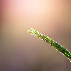 Beautiful Paddy rice in the field with sunlight.