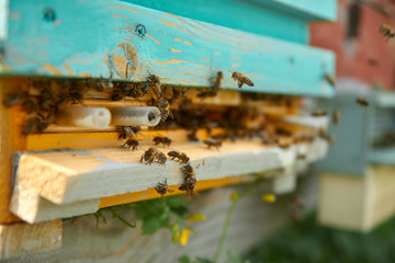 beehives in the apiary in the form of wooden houses for bees