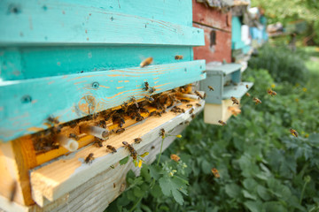 beehives in the apiary in the form of wooden houses for bees