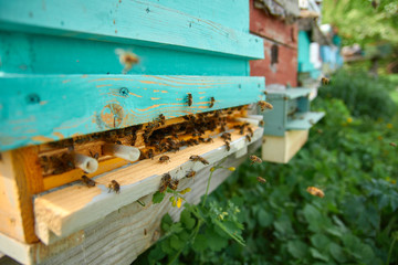 beehives in the apiary in the form of wooden houses for bees