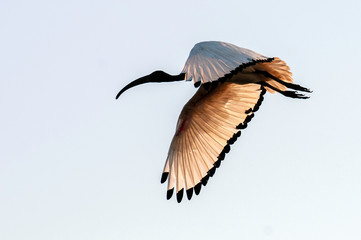 One Sacred Ibis flying in a blue Sky in South Africa
