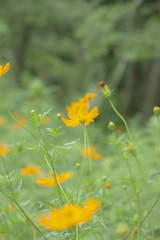 キバナコスモスの横顔