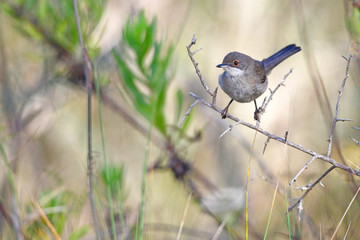 weibliche Samtkopf-Grasmücke (Sylvia melanocephala) - Sardinian warbler, female