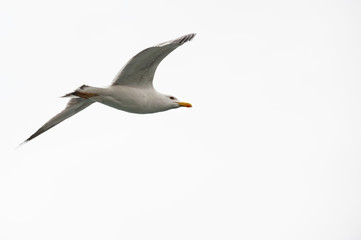 Yellow-legged Gull Juvenile, flying alone, sharp, clear, against clouds white sky