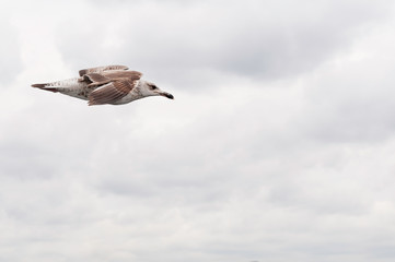 Mediterranean Gull juvenile flying alone, sharp, clear, against clouds white sky
