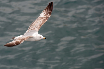 Ring-billed Gull juvenile, flying alone, sharp, clear, above water