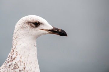 Mediterranean Gull Juvenile, face only, sharp, clear, bright eyed