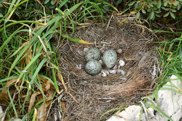 Nest einer Mittelmeermöwe (Larus michahellis) - Nest of a Yellow-legged gull