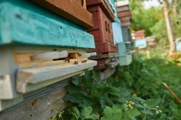 beehives in the apiary in the form of wooden houses for bees