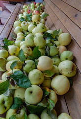 Harvesting - ripe green and red apples lie on a wooden bench