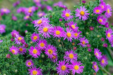 Perennial autumn aster (Symphyotrichum novi-belgii) at the time of flowering, photographed close-up