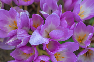 Bright colchicum flowers on a sunny autumn day
