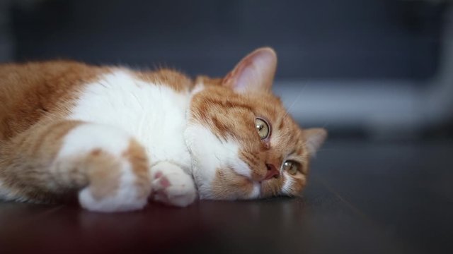 Orange white cat lying on the floor.