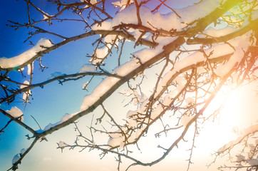Fototapeta na wymiar branches with snow