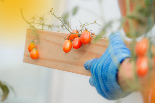 growing cherry tomatoes in a well-equipped hothouse on a small agricultural farm. Concept of a small agribusiness 