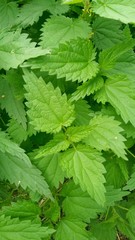 green leaves of a nettle