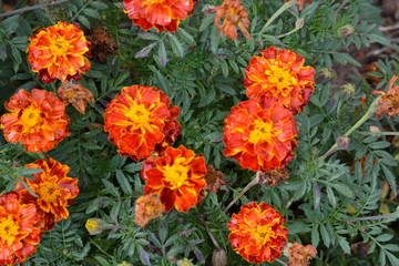Blüten Blumen Garten Tagetes