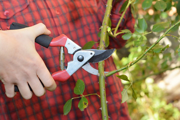 Gardener Pruning Roses with Pruning Scissors In Autumn Garden