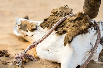 red nylon rope around the horn of skull' s skeleton of bovine in the desert