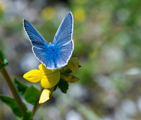 common blue butterfly (polyommatus) on yellow blossom (lotus corniculatus) in alpine meadow