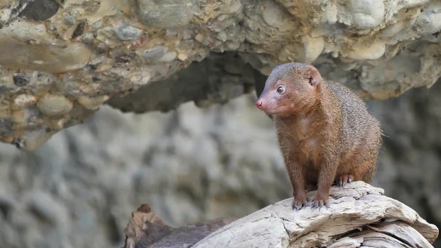 Close Up shot of cute mammal mongoose animal sitting on wood and looking around.