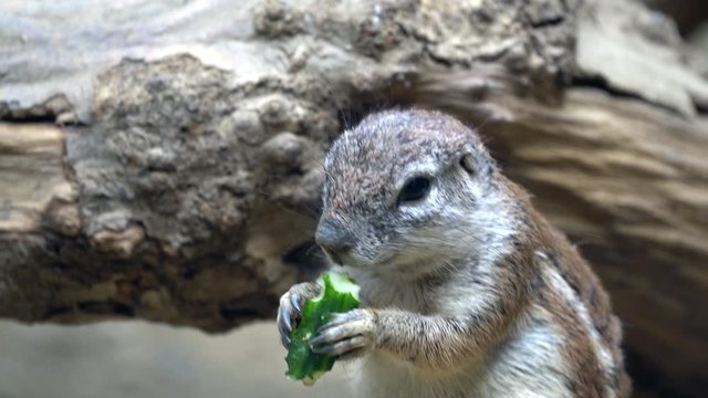 Close up shot of cute beautiful gopher eating a green cucumber. Narraw static Shot.