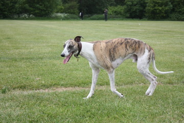 Cane