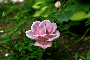 Red rose on the ground
