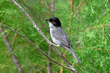 Samtkopf-Grasmücke (Sylvia melanocephala) - Sardinian warbler