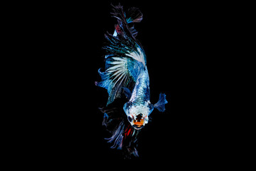 Colorful with main color of metal green and white betta fish, Siamese fighting fish was isolated on black background. Fish also action of turn head in different direction during swim.