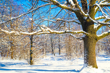 Fototapeta premium winter landscape