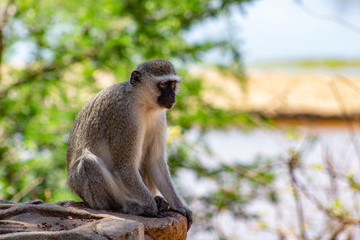 Affe im Krüger National Park Südafrika