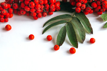 isolated red rowan brush with berries and leaves on a white background, top view, copy space