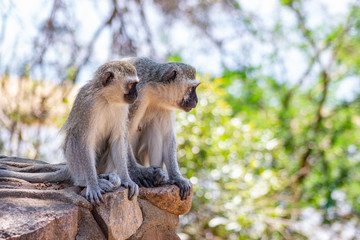 Affen im Krüger National Park Südafrika