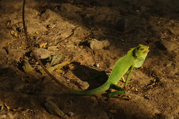 photo of a chameleon in the ground between shadows