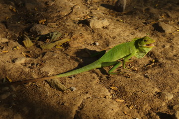 photo of a chameleon in the ground between shadows