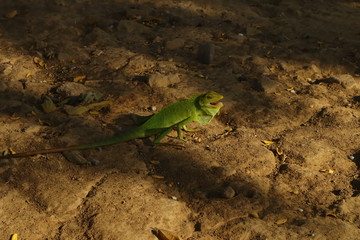 photo of a chameleon in the ground between shadows